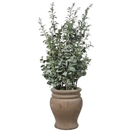 Tassos Potted Olive